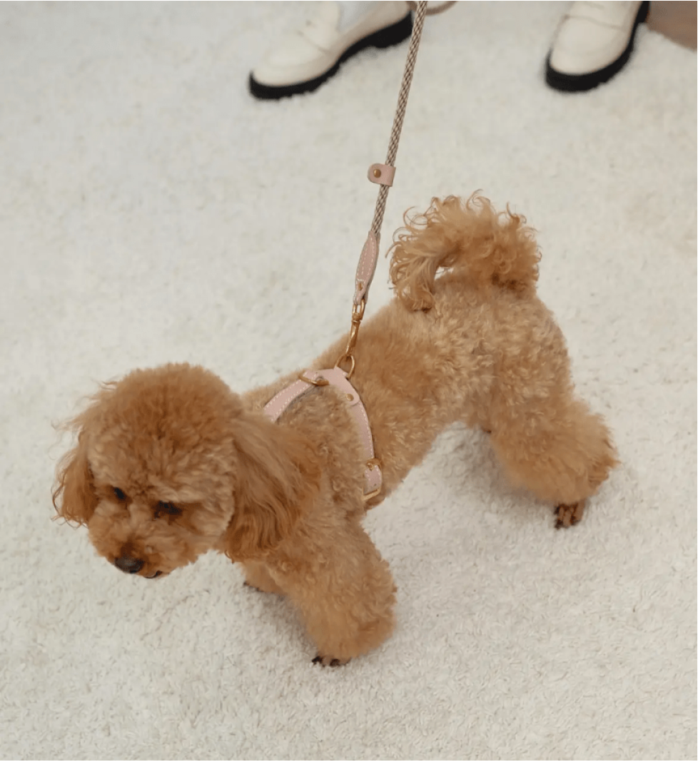 CHOUCHOU accessory set for dogs (harness + leash + dispenser) light pink