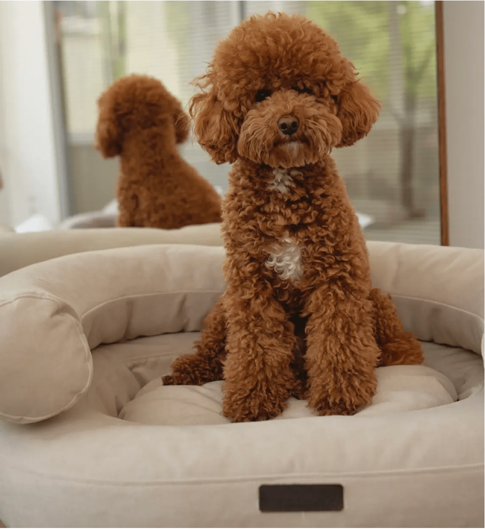 CHOUCHOU orthopedic bed for dogs “Marshmallow” beige