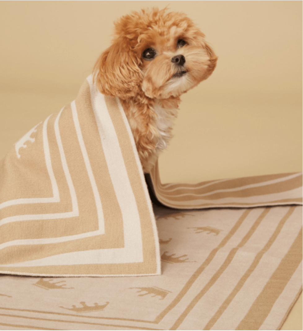 MALTIPOO Blanket Beige