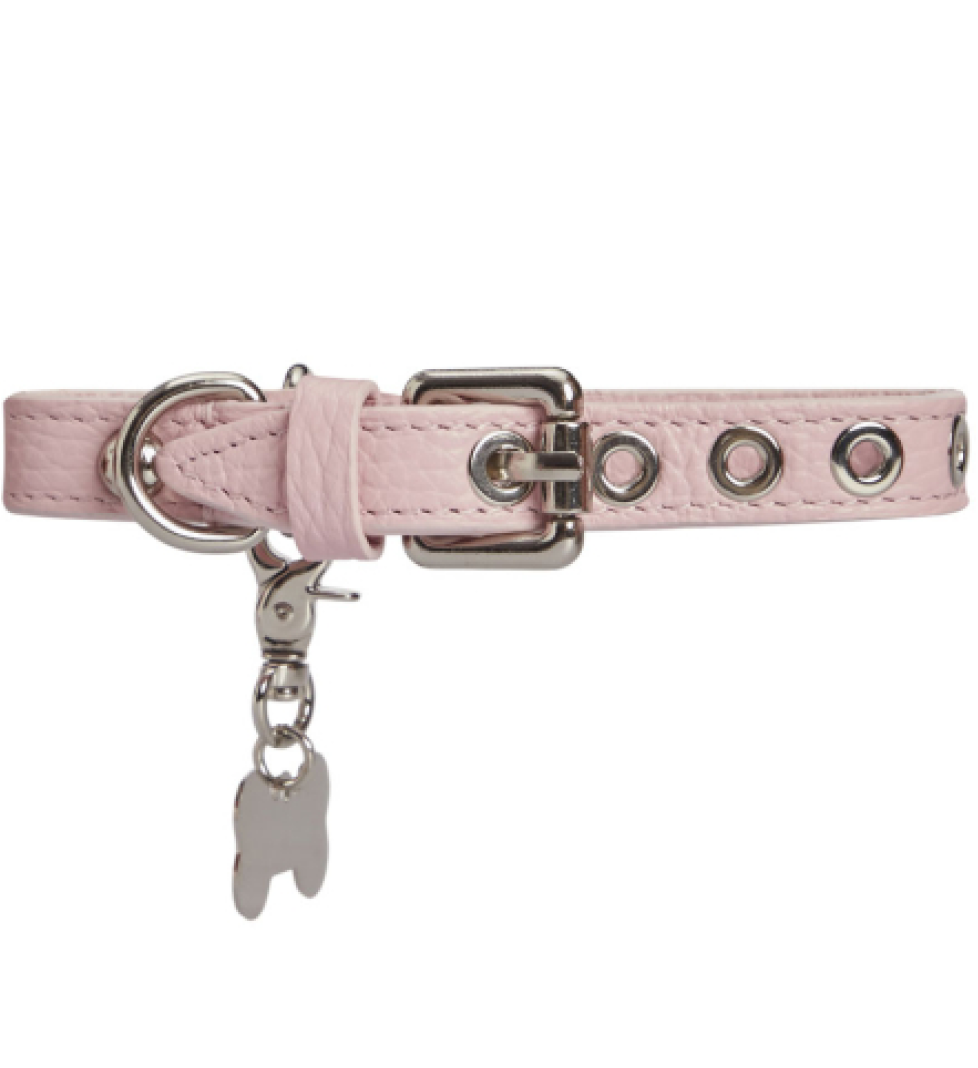 MALTIPOO Dot Collar Pink
