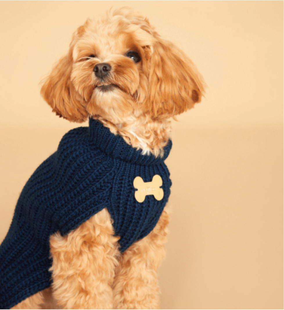 MALTIPOO Sweater Trio Blue